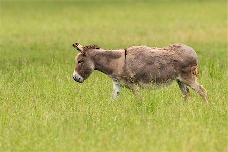 equus africanus asinus - Donkey in Field, Bavaria, Germany Foto de stock - Sin royalties Premium, Código: 600-03907653
