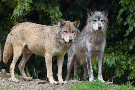 simsearch:600-03907664,k - Timber Wolves in Game Reserve, Bavaria, Germany Foto de stock - Sin royalties Premium, Código: 600-03907667