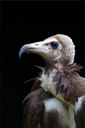 Portrait of Hooded Vulture Stock Photo - Premium Royalty-Free, Code: 600-03907660