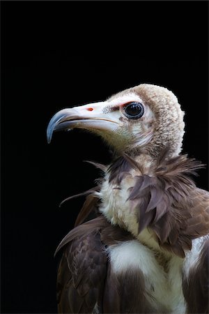 Portrait of Hooded Vulture Foto de stock - Sin royalties Premium, Código: 600-03907660