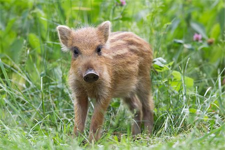 swine - Wild Boar Piglet in Game Reserve, Hesse, Germany Stock Photo - Premium Royalty-Free, Code: 600-03907662