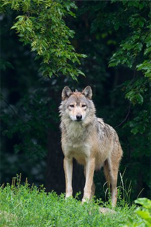 Timber Wolf in Game Reserve, Bavaria, Germany Foto de stock - Sin royalties Premium, Código: 600-03907663