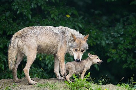 Timber Wolves in Game Reserve, Bavaria, Germany Fotografie stock - Premium Royalty-Free, Codice: 600-03907675