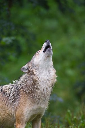 Timber Wolf Howling, Bavaria, Germany Foto de stock - Sin royalties Premium, Código: 600-03907677