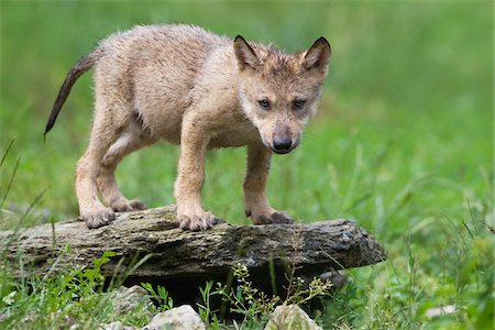 Timber Wolf Cub, Bavaria, Germany Foto de stock - Sin royalties Premium, Código: 600-03907679