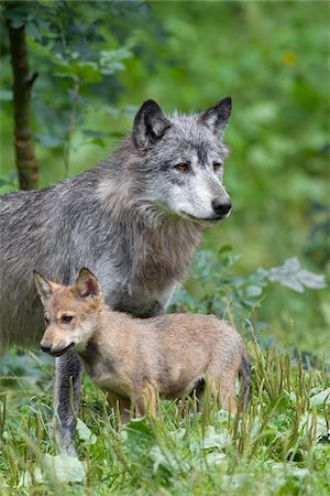 simsearch:600-06674865,k - Timber Wolves in Game Reserve, Bavaria, Germany Foto de stock - Royalty Free Premium, Número: 600-03907671