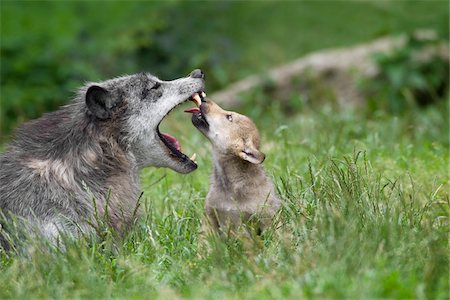 simsearch:700-08171738,k - Timber Wolves in Game Reserve, Bavaria, Germany Fotografie stock - Premium Royalty-Free, Codice: 600-03907685