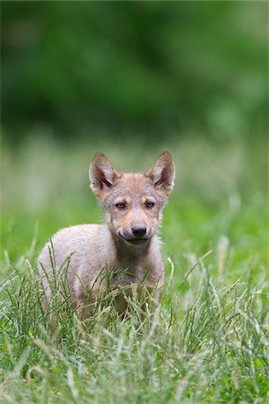 simsearch:700-06773325,k - Timber Wolf Cub, Bavaria, Germany Stock Photo - Premium Royalty-Free, Code: 600-03907688