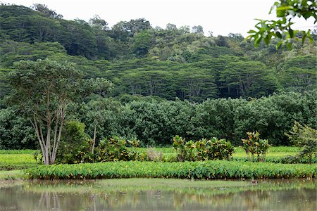 Taro Fields, Kauai, Hawaii, USA Foto de stock - Sin royalties Premium, Código: 600-03907696