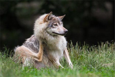 Timber Wolf in Game Reserve, Bavaria, Germany Stock Photo - Premium Royalty-Free, Code: 600-03907692