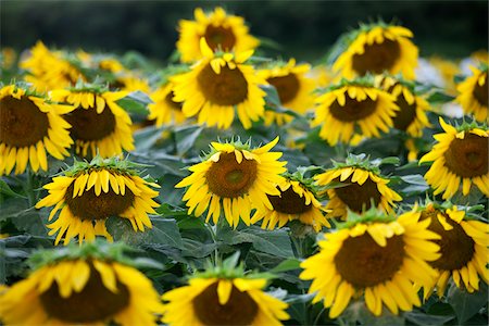 detail of sunflower - Sunflower Farm, Kauai, Hawaii, USA Stock Photo - Premium Royalty-Free, Code: 600-03907700