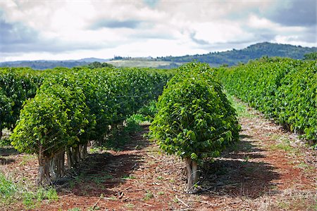 farm rows usa - Coffee Plantation, Kauai, Hawaii, USA Stock Photo - Premium Royalty-Free, Code: 600-03907702