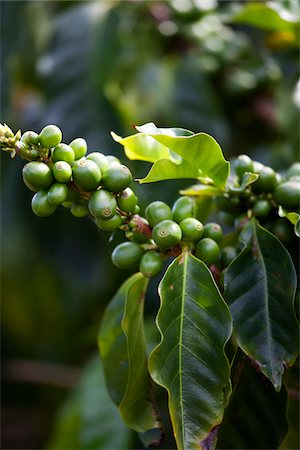 polynésie - Plantation de café, Kauai, Hawaii, USA Photographie de stock - Premium Libres de Droits, Code: 600-03907703