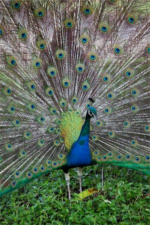 Peacock, Kauai, Hawaii, USA Foto de stock - Sin royalties Premium, Código: 600-03907724