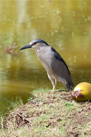 Kingfisher, Kauai, Hawaii, USA Photographie de stock - Premium Libres de Droits, Code: 600-03907728