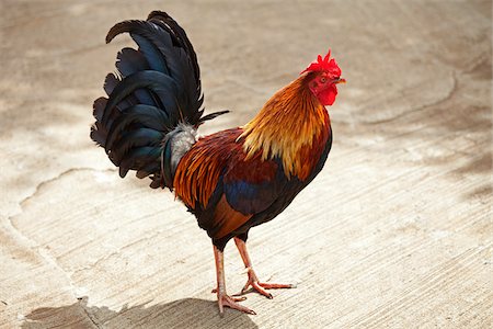 polynesian - coq, Kauai, Hawaii, USA Photographie de stock - Premium Libres de Droits, Code: 600-03907723