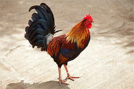 rooster - coq, Kauai, Hawaii, USA Photographie de stock - Premium Libres de Droits, Code: 600-03907723