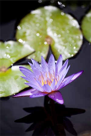 extreme close up of a flower - Water Lily, Kauai, Hawaii, USA Stock Photo - Premium Royalty-Free, Code: 600-03907736