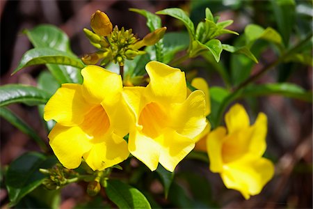 Golden Trumpet Vine, Kauai, Hawaii, USA Foto de stock - Sin royalties Premium, Código: 600-03907730