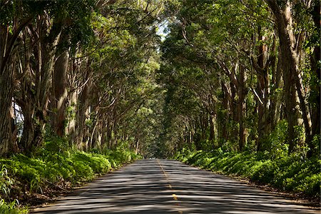 Tunnel of Trees, Kauai, Hawaii, USA Foto de stock - Sin royalties Premium, Código: 600-03907740
