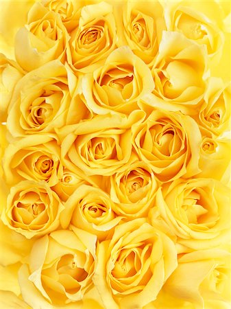 Bouquet de Roses Photographie de stock - Premium Libres de Droits, Code: 600-03908031