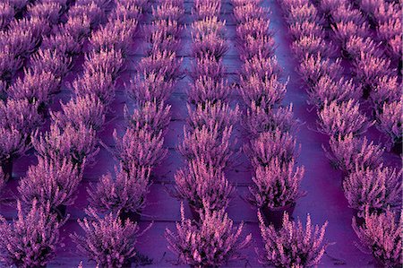 Heather Pflanzen wachsen in Zeilen Stockbilder - Premium RF Lizenzfrei, Bildnummer: 614-05399920