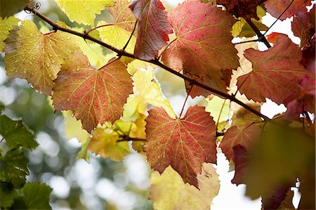 Grapevines, Franschhoek, South Africa Foto de stock - Sin royalties Premium, Código: 614-05523075