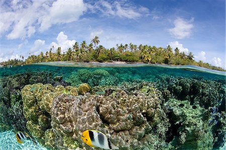 french polynesia - Over/under coral reef Stock Photo - Premium Royalty-Free, Code: 614-05556749