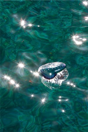 Portuguese Man of war Fotografie stock - Premium Royalty-Free, Codice: 614-05556741