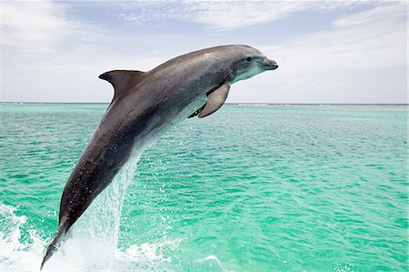 simsearch:600-03787222,k - Bottlenose dolphin leaping from sea Foto de stock - Sin royalties Premium, Código: 614-05556897