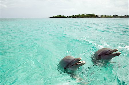 simsearch:614-05556899,k - Bottlenose dolphins emerging from sea Foto de stock - Royalty Free Premium, Número: 614-05556898