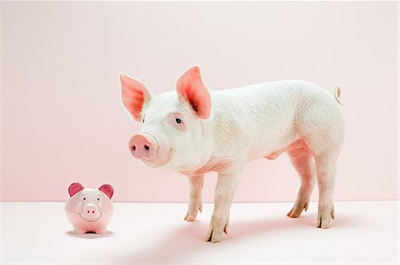 Ferkel mit Sparschwein im studio Stockbilder - Premium RF Lizenzfrei, Bildnummer: 614-05556915