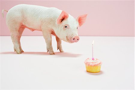 Piglet looking at birthday cake in studio Foto de stock - Royalty Free Premium, Número: 614-05556911