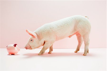 savings - Piglet looking piggybank in studio Stock Photo - Premium Royalty-Free, Code: 614-05556913