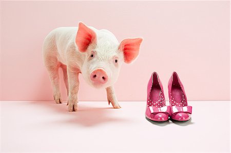 Piglet next to shoes in pink studio Stock Photo - Premium Royalty-Free, Code: 614-05556921