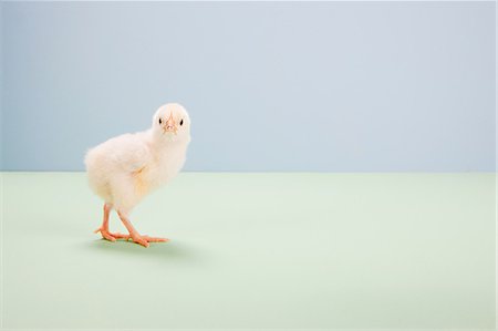 Chick standing with in studio Stock Photo - Premium Royalty-Free, Code: 614-05556937