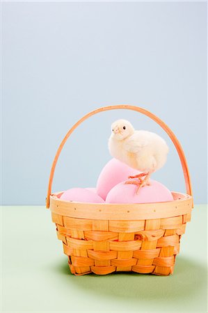 spring easter not isolated not people - Chick standing on pink eggs in basket in studio Stock Photo - Premium Royalty-Free, Code: 614-05556938