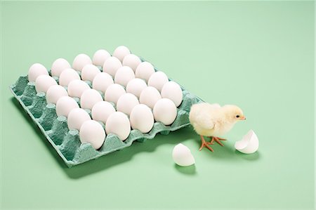 Poussin en regard des oeufs cassés par carton Photographie de stock - Premium Libres de Droits, Code: 614-05556931