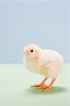 poussin - Moyenne de poussin au studio Photographie de stock - Premium Libres de Droits, Code: 614-05556933