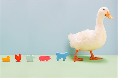 duck - Duck walking by line of toy farmyard animals, studio shot Stock Photo - Premium Royalty-Free, Code: 614-05556946