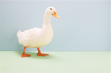 pato - Duck walking, studio shot Foto de stock - Royalty Free Premium, Número: 614-05556947