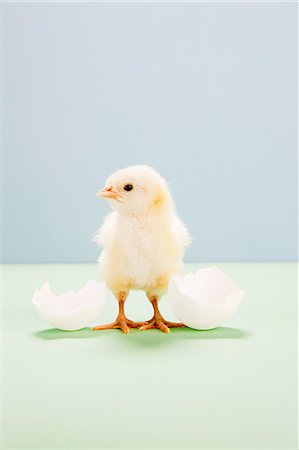 emerging - Chick standing by broken egg, studio shot Stock Photo - Premium Royalty-Free, Code: 614-05556943
