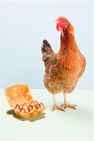 funny animal not people - Hen standing next to golden eggs, studio shot Stock Photo - Premium Royalty-Free, Code: 614-05556954