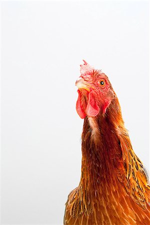 simsearch:640-02772247,k - Close up of hen, studio shot Stock Photo - Premium Royalty-Free, Code: 614-05556957