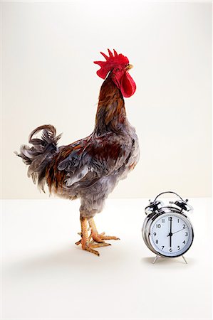 funny animal not people - Rooster standing near alarm clock, studio shot Stock Photo - Premium Royalty-Free, Code: 614-05556968