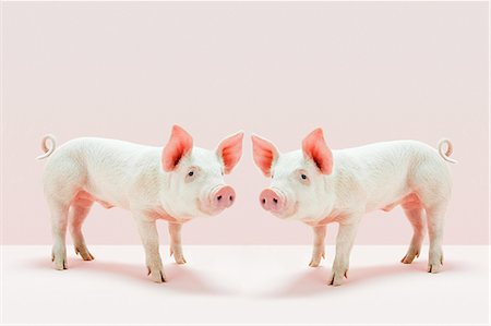 Piglets standing face to face in studio Stock Photo - Premium Royalty-Free, Code: 614-05556977