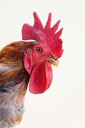 feather  close-up - Rooster profile, studio shot Foto de stock - Sin royalties Premium, Código: 614-05556970