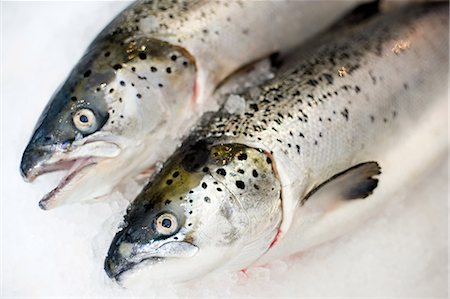 poisson mort - Deux truite côte à côte sur la glace Photographie de stock - Premium Libres de Droits, Code: 614-05557037