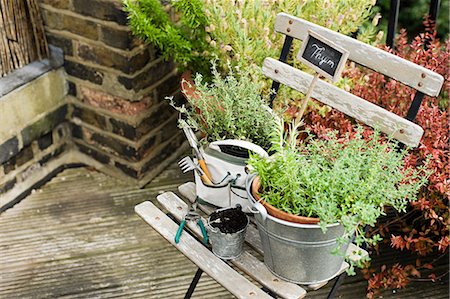 stainless steel pot - Fresh thyme in garden pots Stock Photo - Premium Royalty-Free, Code: 614-05557061