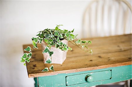 flower vase for tables - Ivy growing out of plant pot on wooden table Stock Photo - Premium Royalty-Free, Code: 614-05557073